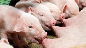 Giá thịt lợn hôm nay 21/5: Chững giá trên cả nước