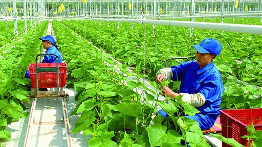 Thanh Hóa: Ban hành Danh mục công nhận 13 sản phẩm nông nghiệp chủ lực của tỉnh