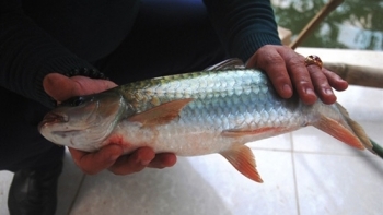 Cá bỗng Hà Giang được cấp Giấy chứng nhận đăng ký chỉ dẫn địa lý