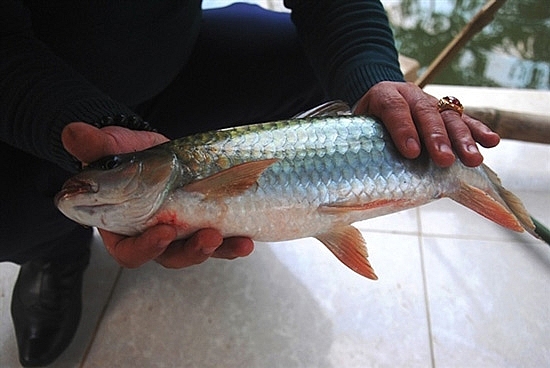Đối với người dân tộc Tày tại Hà Giang, cá bỗng được nâng niu, quý trọng như của cải có giá trị, là vật phẩm dâng lên trời đất, tổ tiên trong những ngày lễ quan trọng