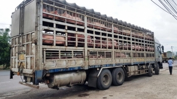 Bộ Công thương khuyến cáo xuất khẩu lợn sang Campuchia cần đáp ứng đầy đủ yêu cầu kiểm dịch