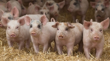 Giá thịt lợn hôm nay 24/5: Điều chỉnh tại hai miền Nam-Bắc