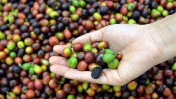 Giá cà phê hôm nay 24/5: Đi ngang tại các địa phương
