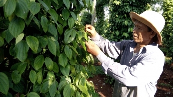 Giá hồ tiêu hôm nay 24/5: Giữ ổn định