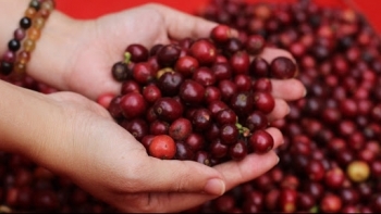 Giá cà phê hôm nay 25/5: Giữ nguyên