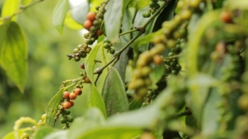 Giá hồ tiêu hôm nay 25/5: Tăng trung bình 500 - 1.000 đồng/kg