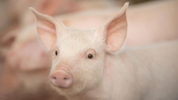 Giá thịt lợn hôm nay 25/5: Tăng ở một vài địa phương