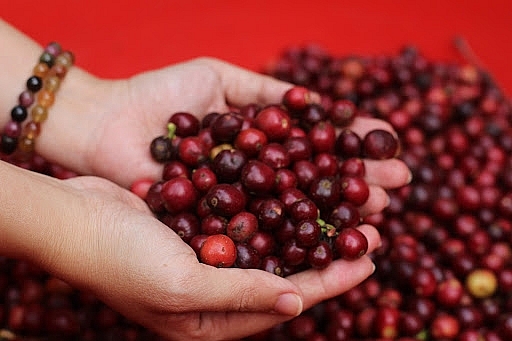 Giá cà phê hôm nay 25/5: Giữ nguyên