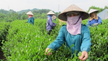 Xuất khẩu chè tới thị trường Trung Quốc, Ấn Độ tăng mạnh