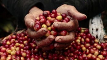 Giá cà phê hôm nay 26/5: Tiếp tục tăng