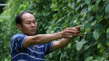 Giá hồ tiêu hôm nay 26/5: Tăng thêm 500 đồng/kg