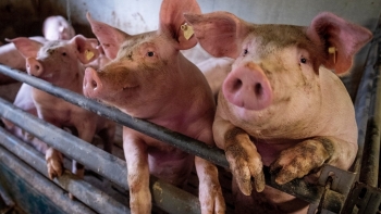 Giá thịt lợn hôm nay 26/5: Tăng tại miền Nam