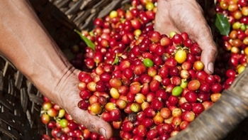 Giá cà phê hôm nay 27/5: Trong nước tăng trung bình 300 đồng/kg