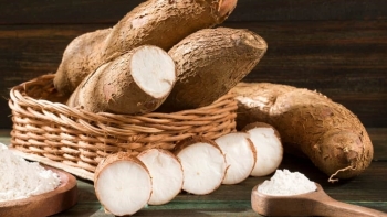 Xuất khẩu sắn và sản phẩm từ sắn 4 tháng đầu năm đạt 1,19 triệu tấn