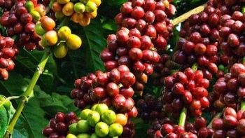 Giá cà phê hôm nay 28/5: Chưa dứt đà tăng