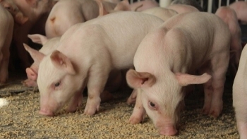 Giá thịt lợn hôm nay 28/5: Biến động tại một số tỉnh thành