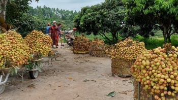Tạo thuận lợi tối đa khi cấp C/O cho nông sản xuất khẩu