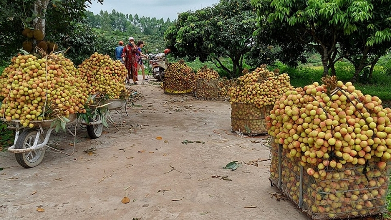 Tạo thuận lợi tối đa khi cấp C/O cho nông sản xuất khẩu Tạo thuận lợi tối đa khi cấp C/O cho nông sản xuất khẩu