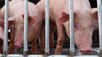 Tạm dừng nhập khẩu lợn sống từ Thái Lan để giết mổ làm thực phẩm