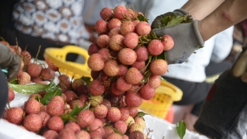 Đề nghị Trung Quốc kéo dài thời gian thông quan tạo thuận lợi cho vải tươi xuất khẩu