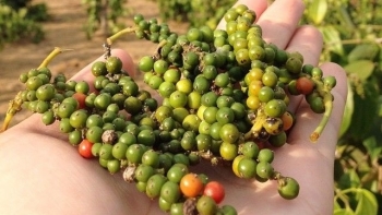 Giá hồ tiêu hôm nay 29/5: Tăng phiên thứ 6 liên tiếp