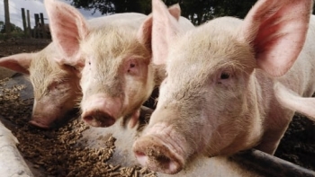 Giá thịt lợn hôm nay 29/5: Tăng rải rác ở một vài nơi