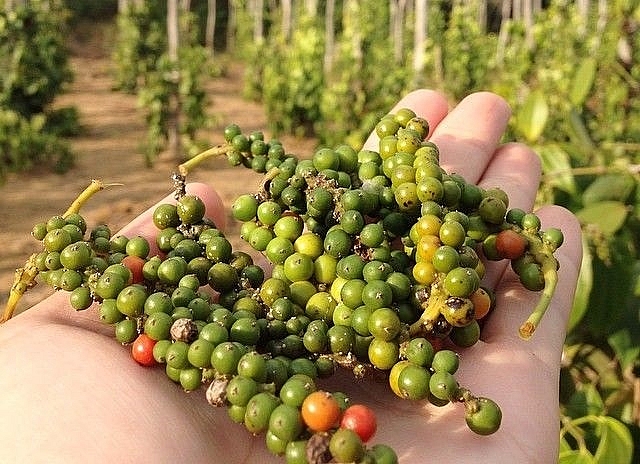 Giá hồ tiêu hôm nay 29/5: Tăng phiên thứ 6 liên tiếp