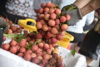 Đề nghị Trung Quốc kéo dài thời gian thông quan tạo thuận lợi cho vải tươi xuất khẩu