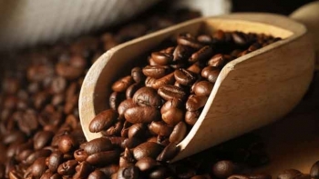 Giá cà phê hôm nay 31/5: Duy trì ở ngưỡng cao