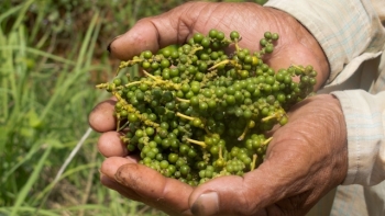 Giá hồ tiêu hôm nay 31/5: Chững lại