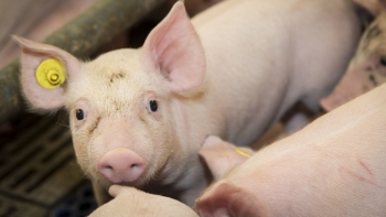 Giá thịt lợn hôm nay 31/5: Điều chỉnh tăng ở một số tỉnh phía Nam