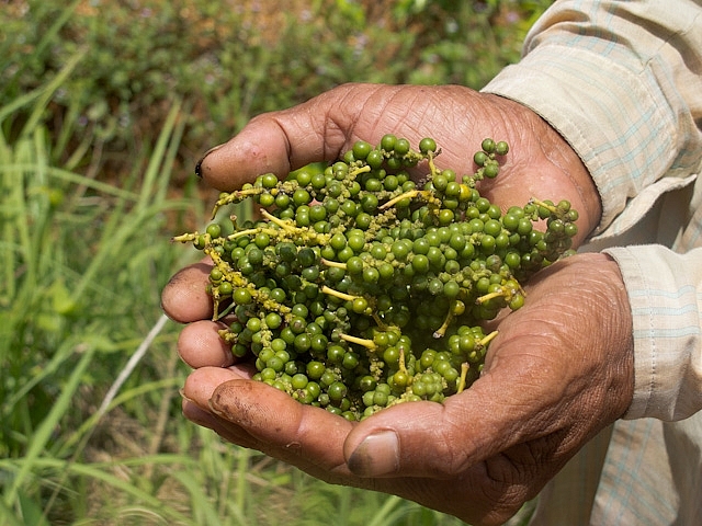 Giá hồ tiêu hôm nay 31/5: Chững lại
