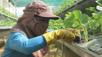 Phú Yên: Thực hiện Đề án mô hình hợp tác xã kiểu mới