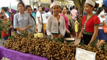 Hòa Bình: Hỗ trợ cấp mã số vùng trồng cho sản phẩm trồng trọt chủ lực