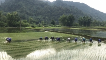 Bắc Kạn: Chỉ đạo sản xuất, cơ cấu giống vụ mùa năm 2021