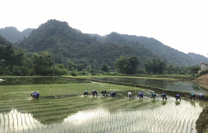 Bắc Kạn: Chỉ đạo sản xuất, cơ cấu giống vụ mùa năm 2021