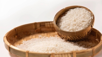 Gạo ST24 được đề xuất công nhận là sản phẩm OCOP 5 sao