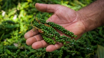 Giá hồ tiêu hôm nay 1/6: Tiếp tục chững lại