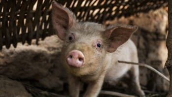 Giá thịt lợn hôm nay 1/6: Chững lại ở nhiều nơi