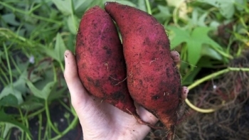 Đồng Tháp: Tìm giải pháp tháo gỡ khó khăn cho nông dân trồng khoai lang