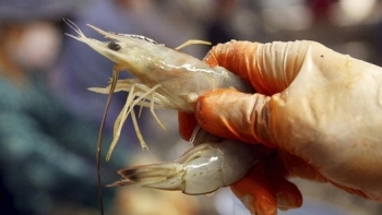 Xuất khẩu tôm sang thị trường Mỹ tăng mạnh