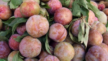 Lào Cai: Hỗ trợ tìm đầu ra cho sản phẩm mận tam hoa Bắc Hà