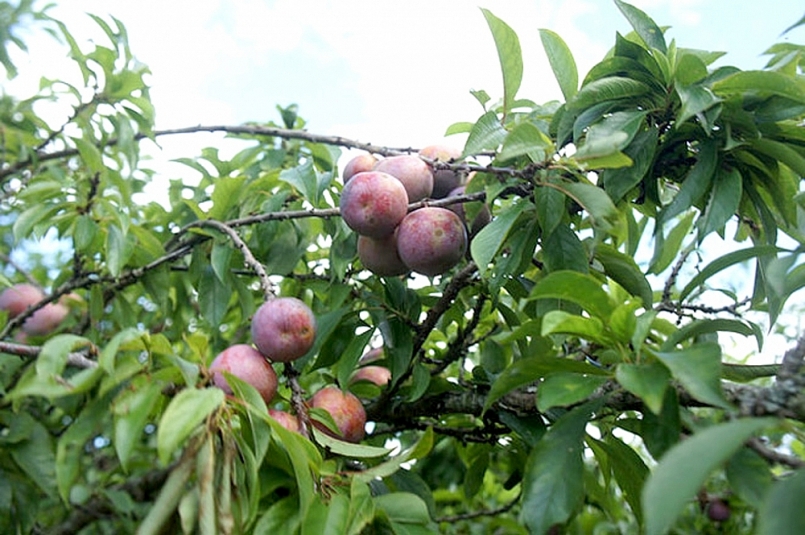 Lào Cai gỡ khó, tìm đầu ra cho sản phẩm mận tam hoa Bắc Hà