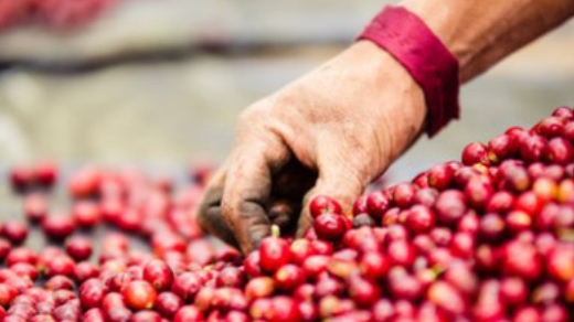 Giá cà phê hôm nay 2/6: Tăng nhẹ