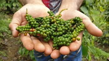 Giá hồ tiêu hôm nay 2/6: Quay đầu đi xuống