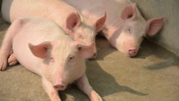Giá thịt lợn hôm nay 2/6: Đi ngang tại nhiều tỉnh thành
