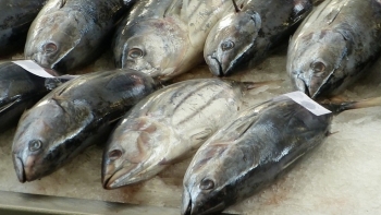 Xuất khẩu hải sản sang thị trường Hàn Quốc tăng trưởng khả quan