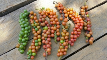 Giá hồ tiêu hôm nay 3/6: Tiếp tục đi xuống