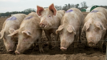 Giá thịt lợn hôm nay 3/6: Điều chỉnh nhẹ tại hai miền Nam-Bắc