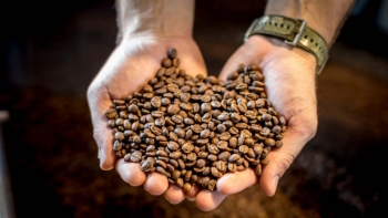 Giá cà phê hôm nay 4/6: Quay đầu giảm 200 đồng/kg
